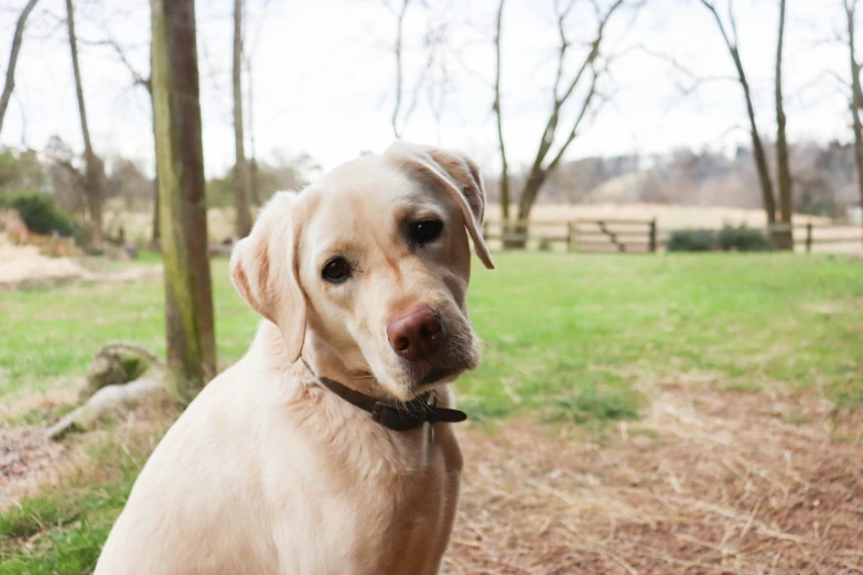 a brown dog with collar standing in front of trees