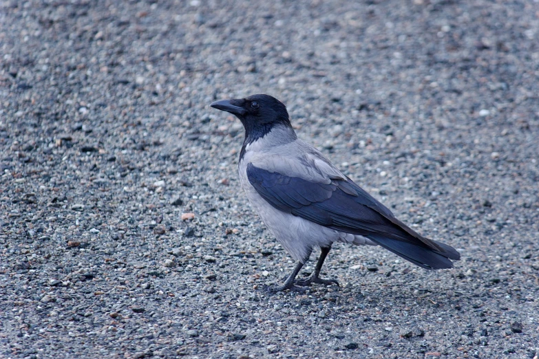 a black crow standing on top of gravel