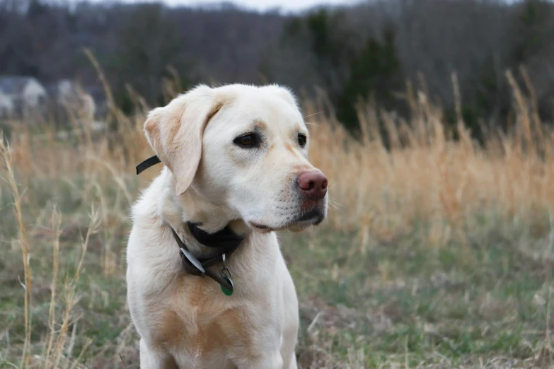 dog sitting in field with dry grass and looking to side