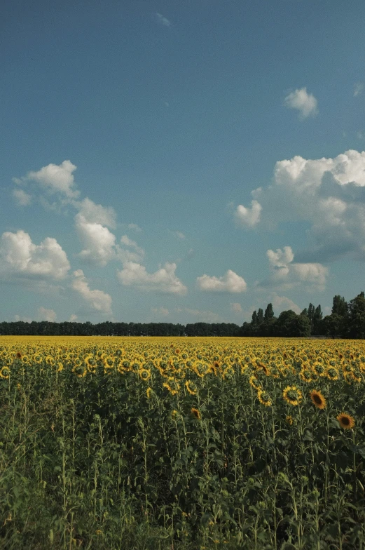 the sunflowers are blooming in a large field
