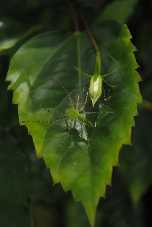 a bug that is on some leaves