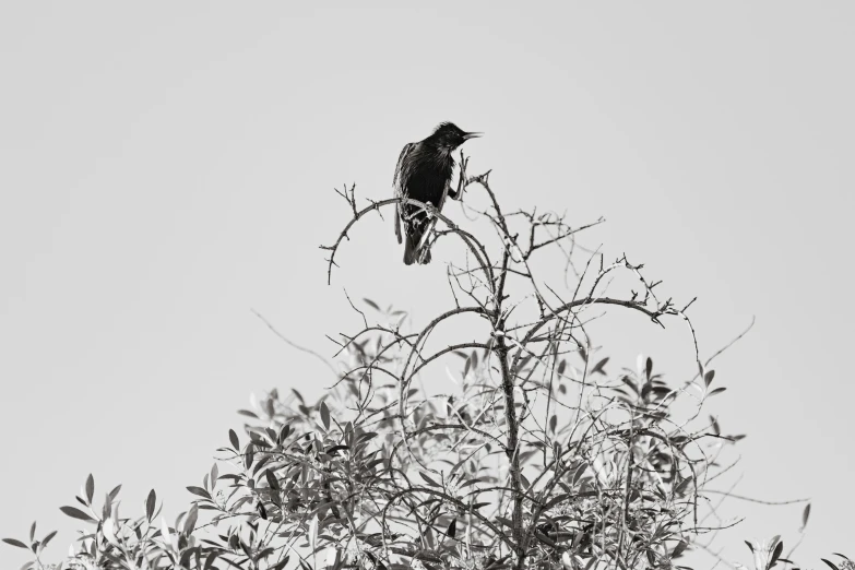 a black bird perched in a tree nch