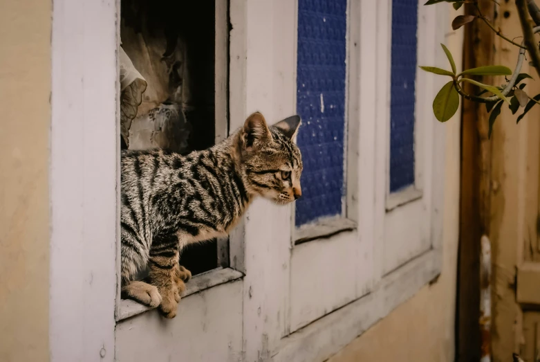 a cat standing outside of a small window