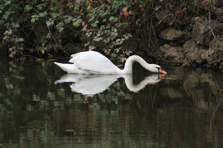 the white swan is swimming on the water near the bushes