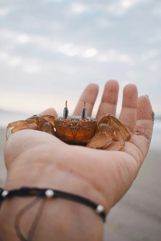 a person holds a crab on the beach