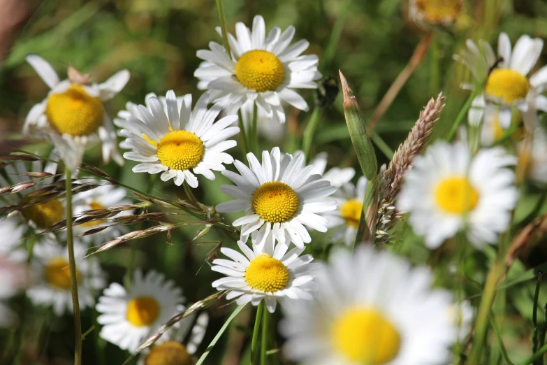 some white yellow and white daisies are growing in the field