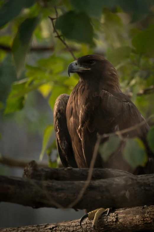 a large brown bird perched on top of a tree nch