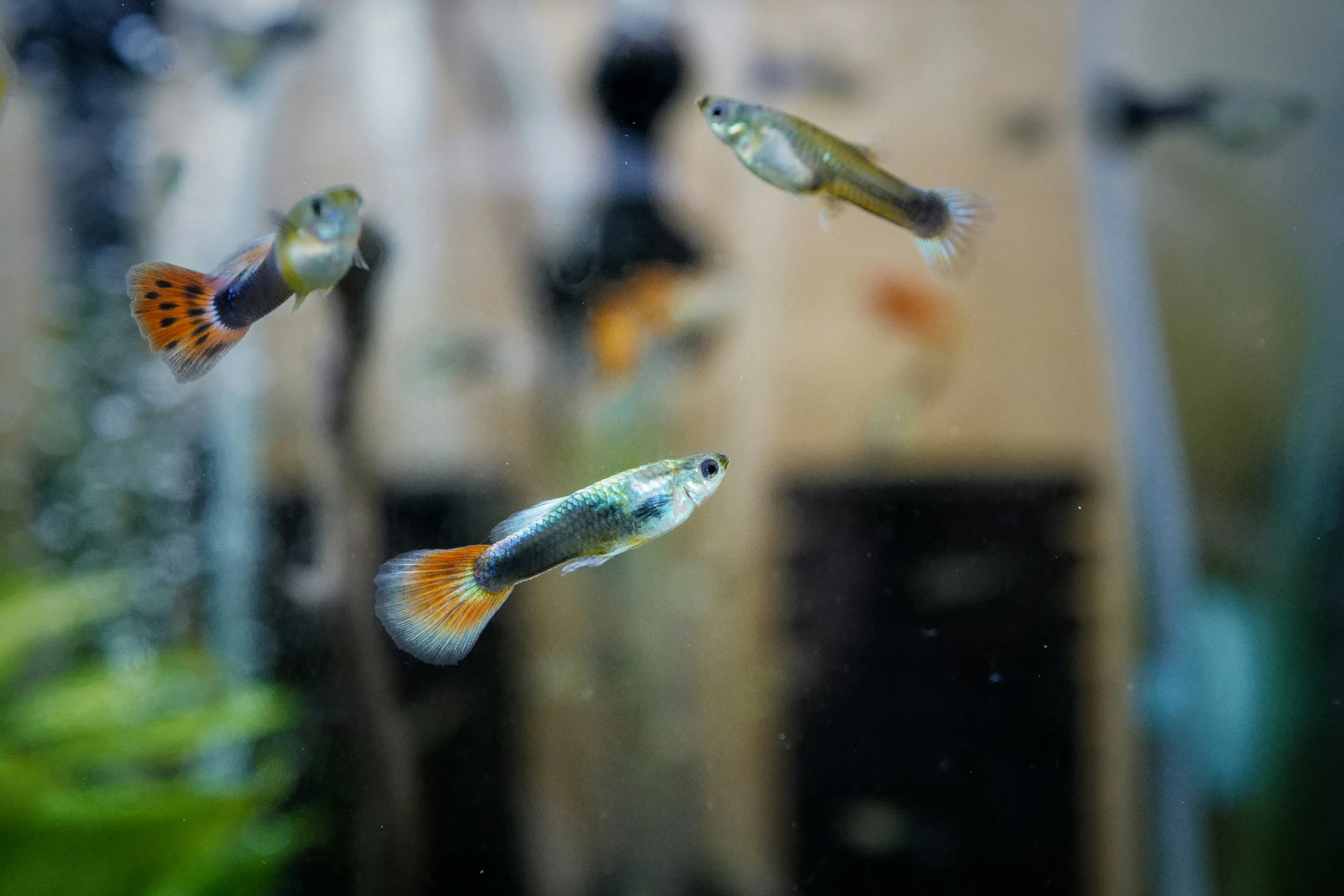 a group of different types of small fish in a room