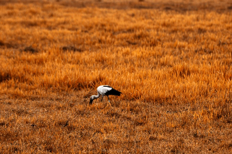 two birds in a field of tall brown grass