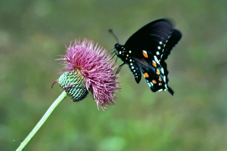 a erfly resting on the tip of a purple thistle