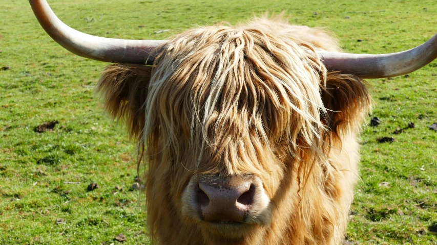 an image of a hairy bull on the field