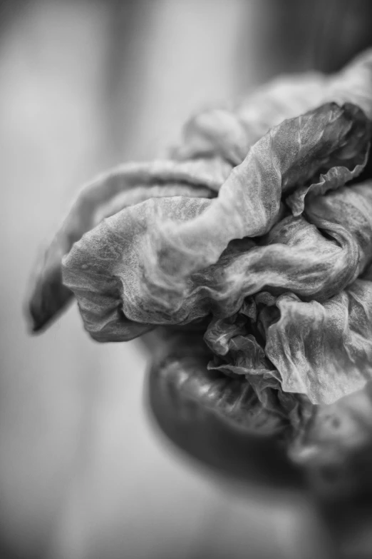 a black and white po of a dying flower