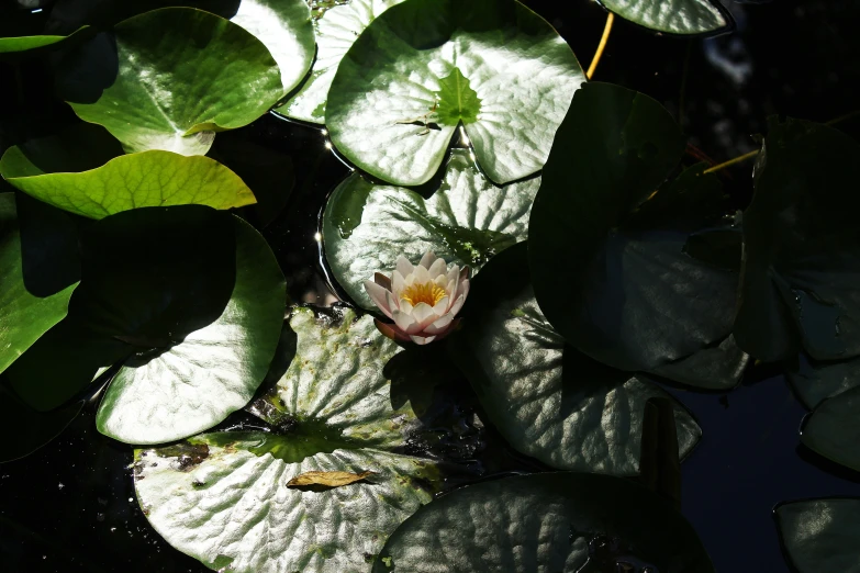 the reflection of a leafy water plant and its light