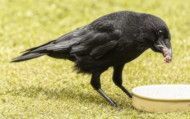 a black bird is standing over a bowl of food