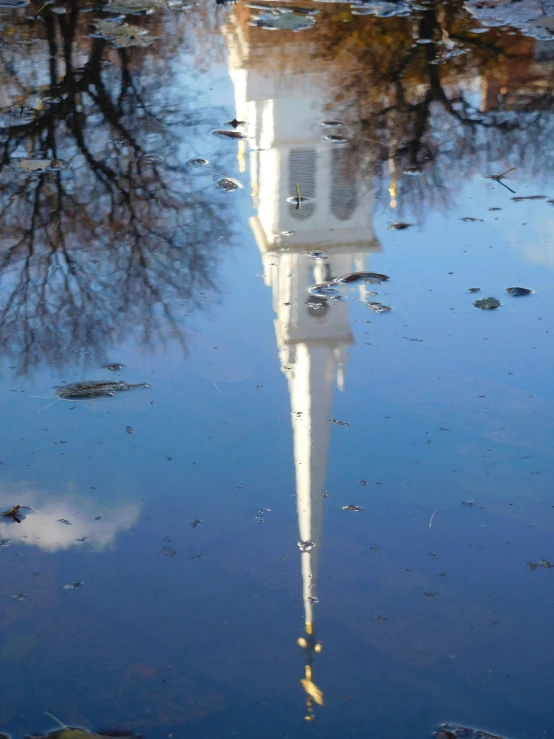 the reflection of trees in water with a building in the back