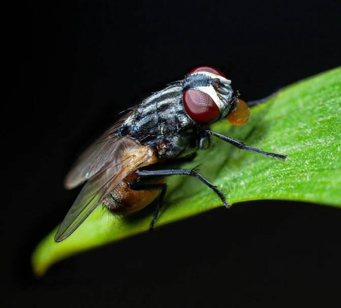 a close up view of a fly on a leaf