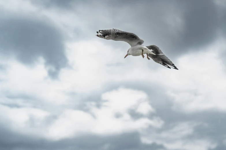 a white and gray seagull flying across a cloudy sky