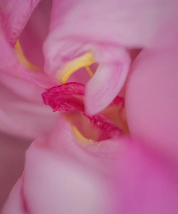 a pink flower with yellow stamens and petals