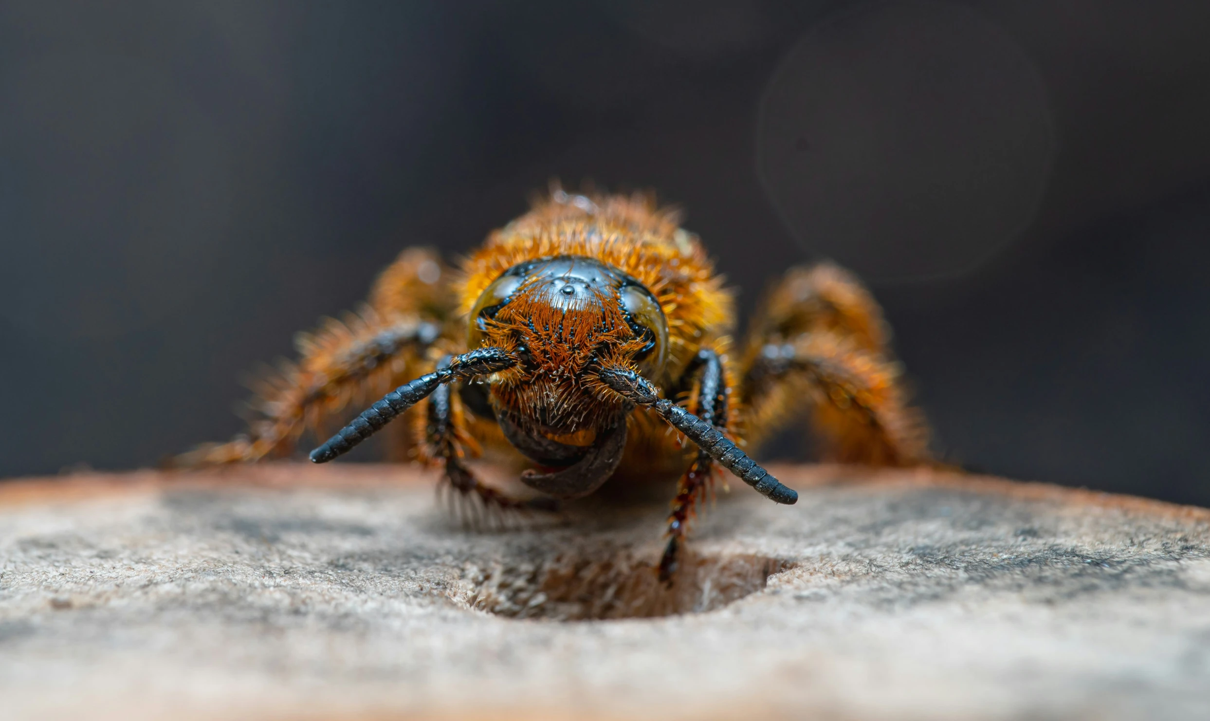 the bee is resting on the wooden piece