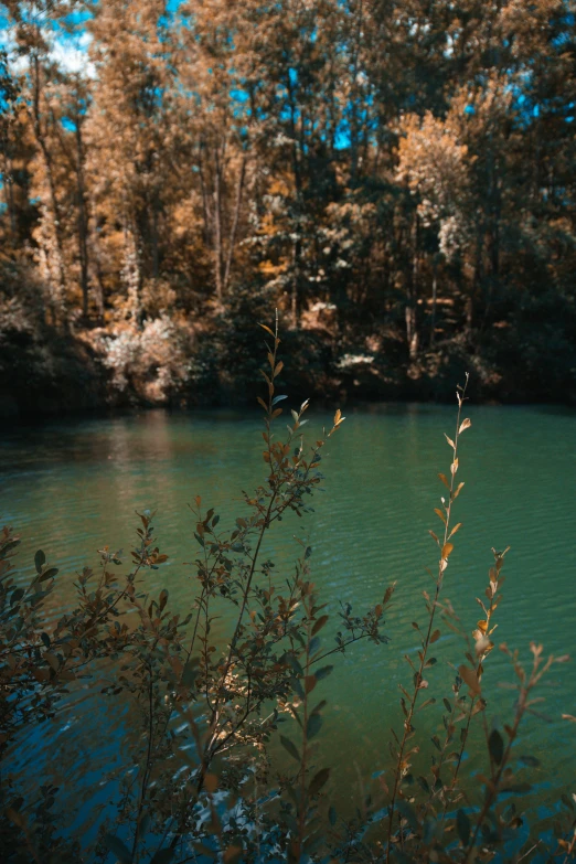 a tree with no leaves is next to a body of water