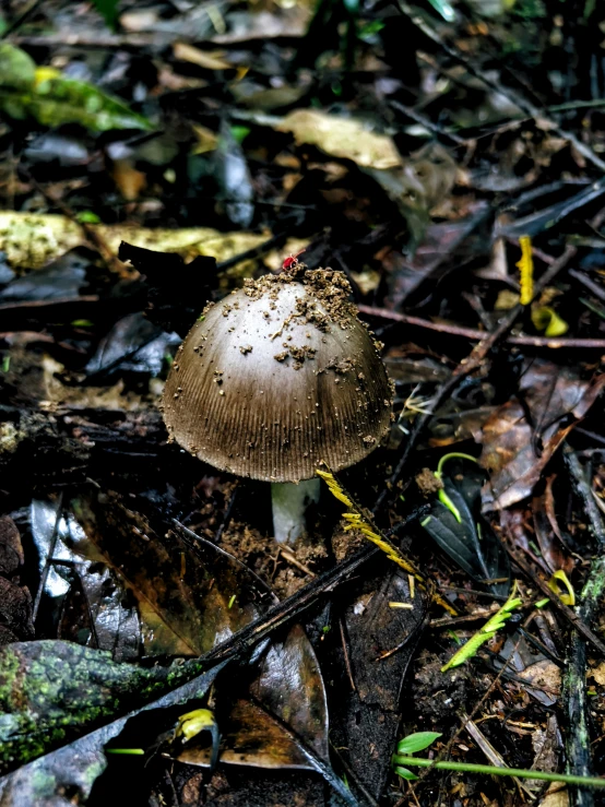 a mushroom growing on the ground covered with leaves