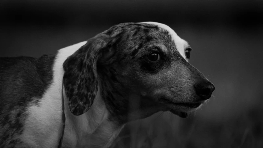 black and white pograph of an adult dog