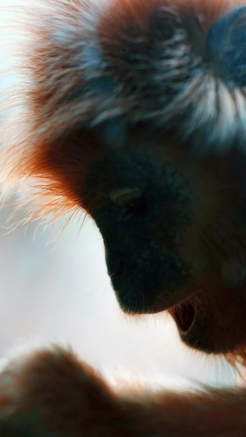 a monkey is shown as it looks down while standing