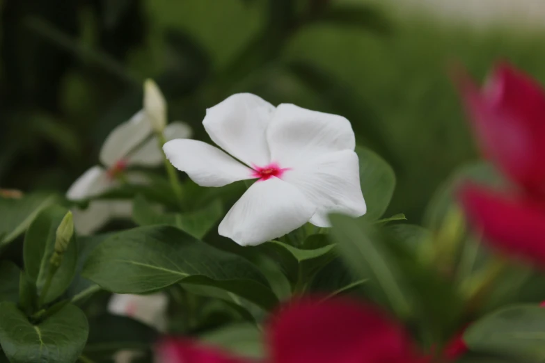 an image of flowers that are blooming outdoors