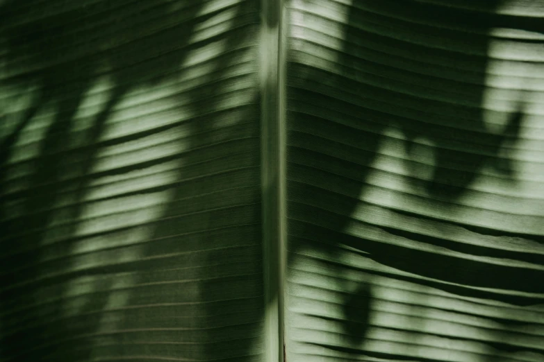 close up view of a plant in the sunlight