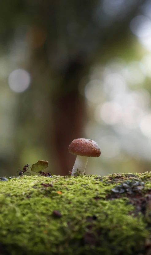 small mushroom in front of green moss and trees
