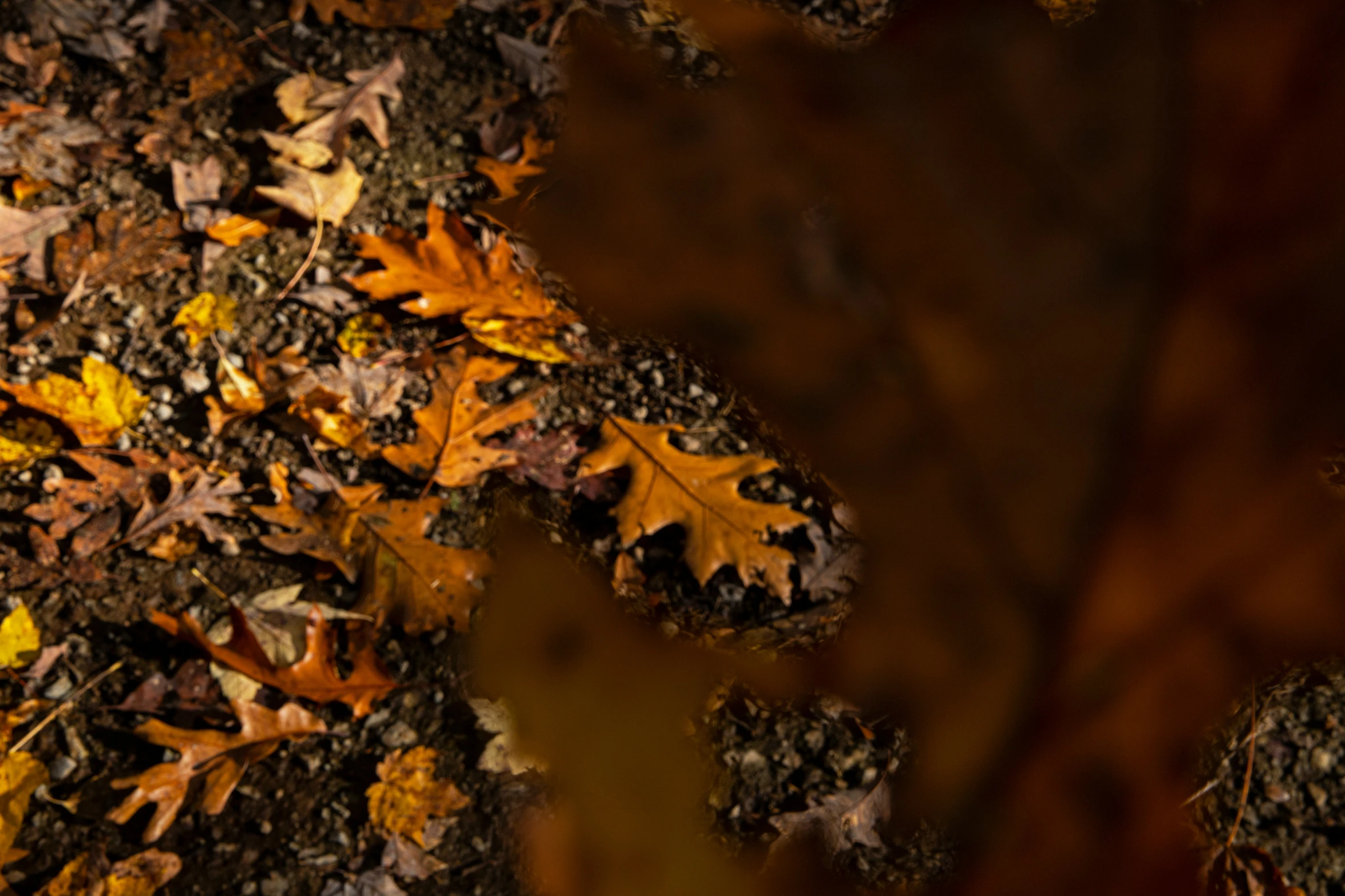 the brown leaves and dirt are all covering the ground