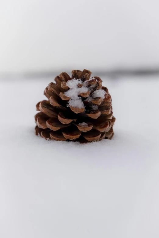 a lone pine cone on top of white snowy ground