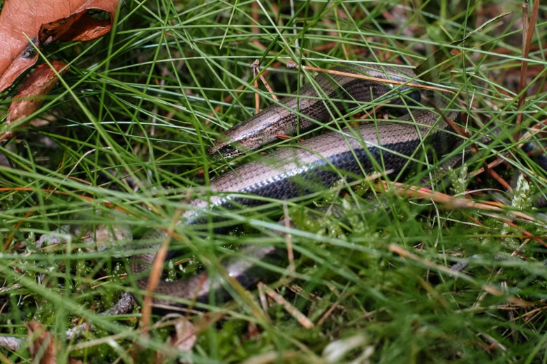 a snake laying on top of green grass