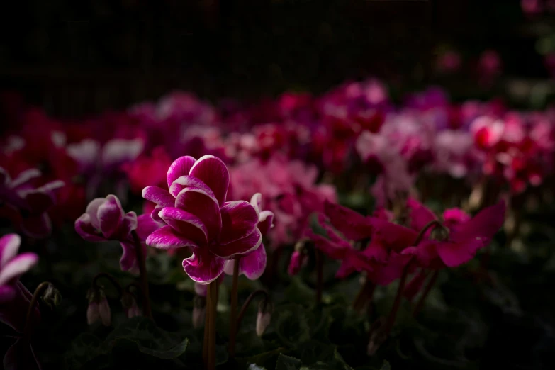 close up of an open field of purple flowers