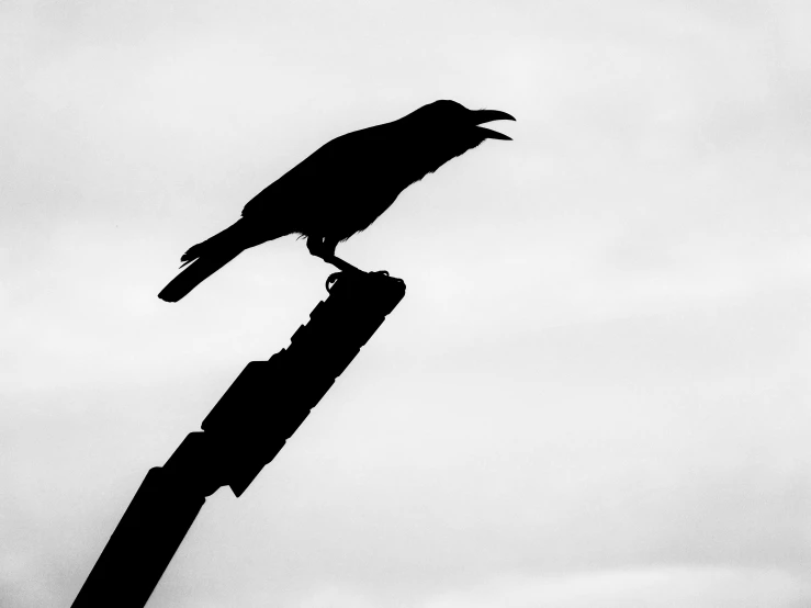 the silhouette of a crow perched on top of a pole