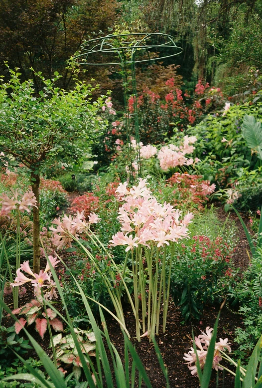 a garden with lots of pink flowers and greenery