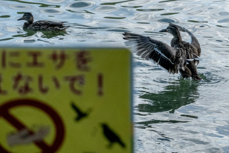some ducks swimming in a pond with a no duckin sign