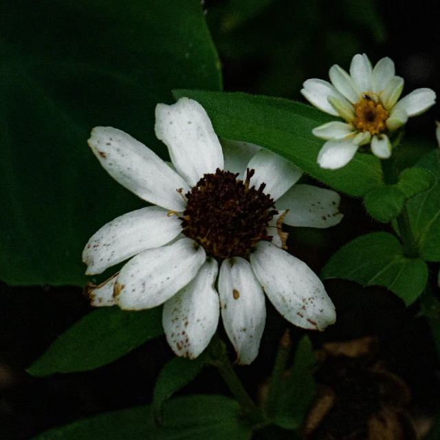 a couple of white flowers with some green leaves