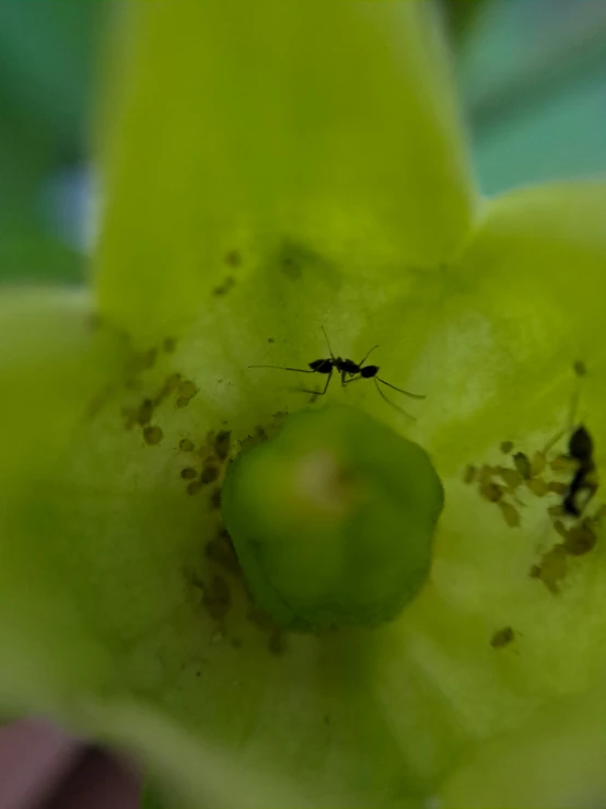 a small insect on the top of a yellow flower