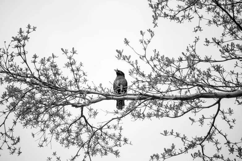 a black and white picture of a bird sitting on a tree nch