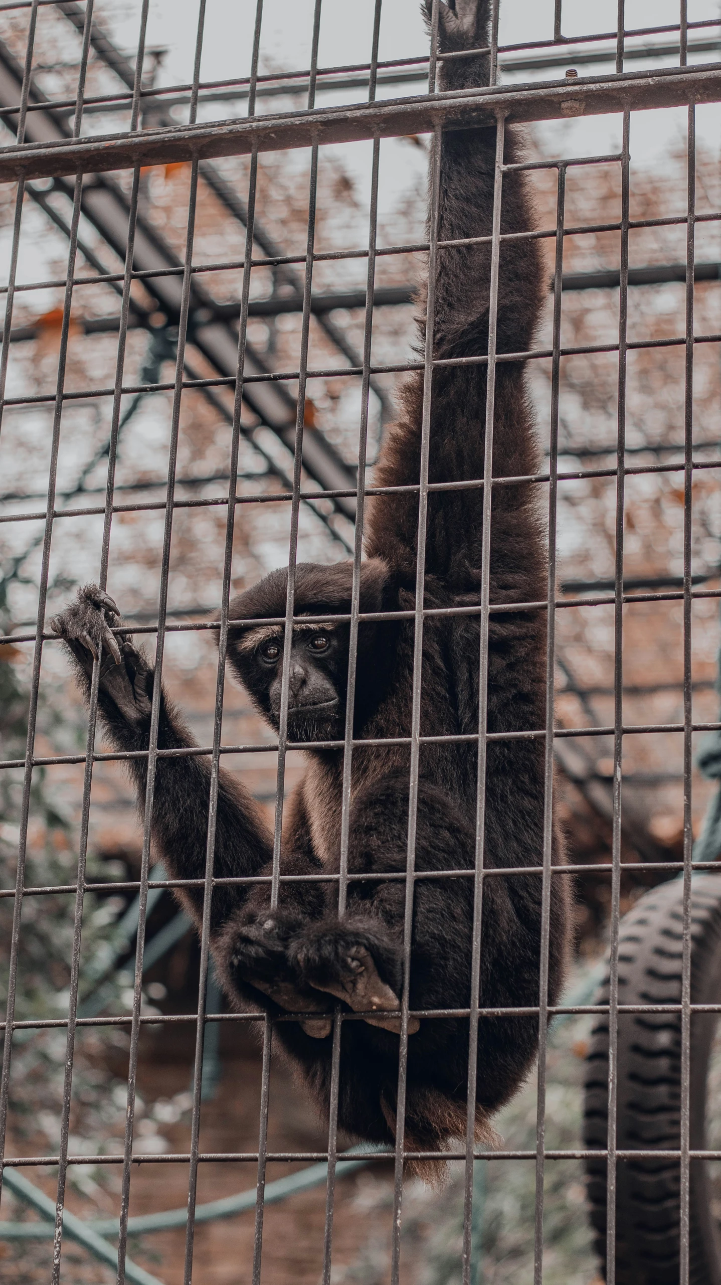 monkey in cage hanging on chain link with hands