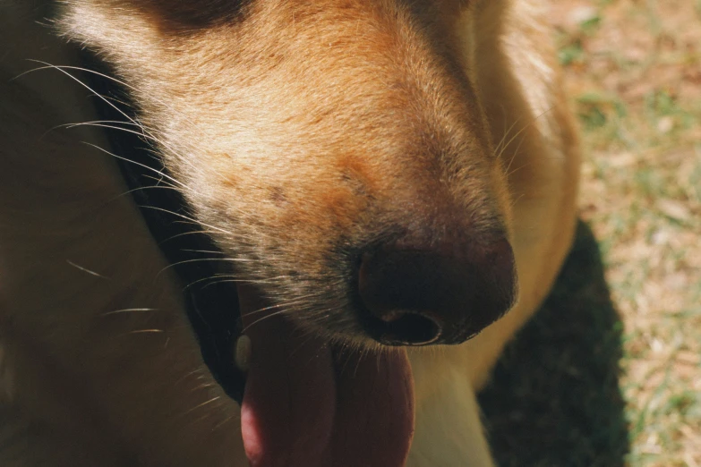 a dog with its tongue out looking towards the side