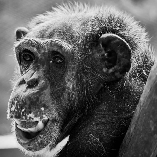 black and white pograph of a monkey sticking its tongue out