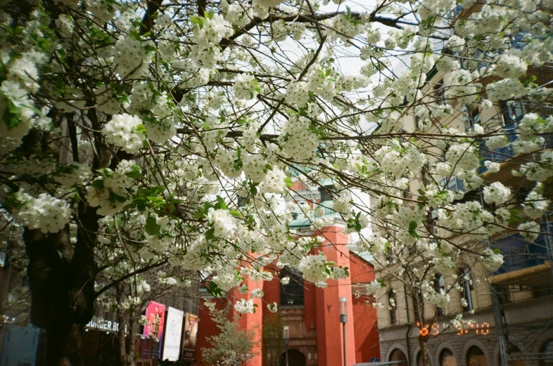 tall trees with flowers on them in front of a building