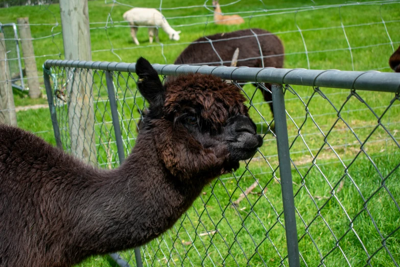 there is a llama behind a fence, while other llamas are in the grass behind him