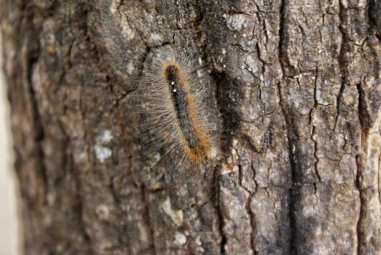 the tree bark has little brown streaks on it