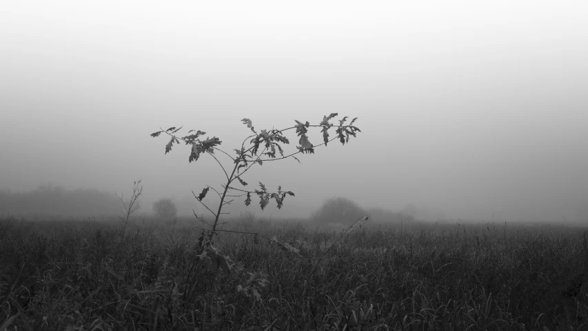 the black and white pograph has foggy skies