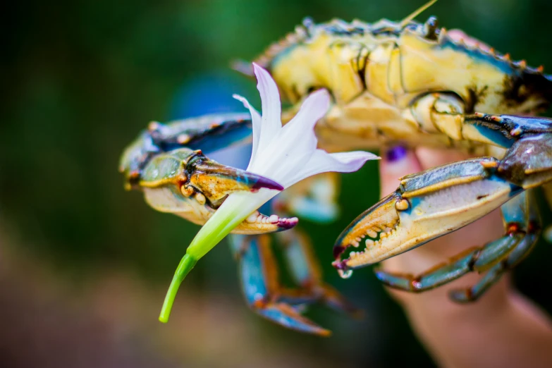 a blue - spotted, yellow and green crab is standing on its hind legs with its front legs crossed