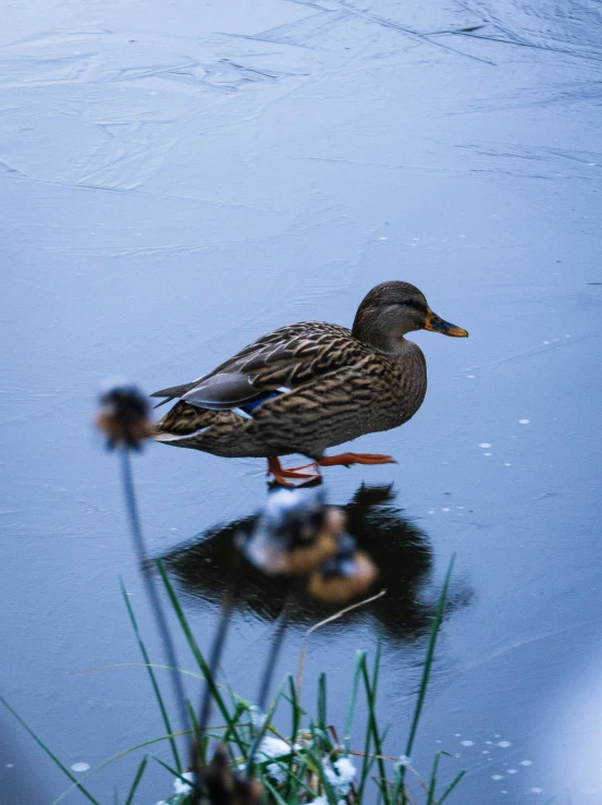 a duck standing on top of a pond filled with water