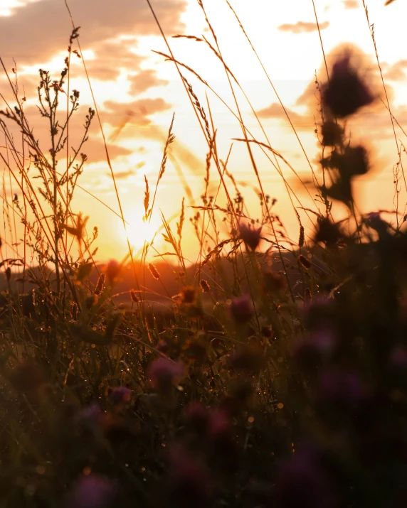 a field with the sun shining through clouds